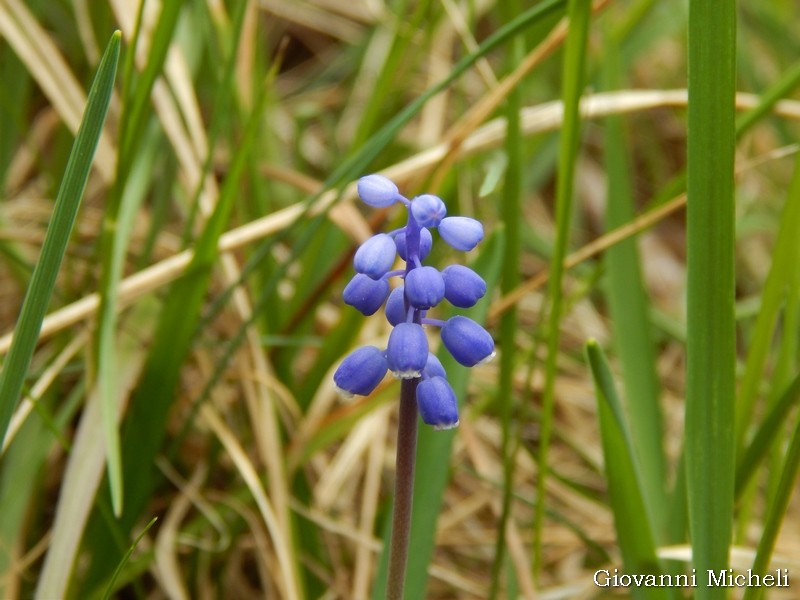 Muscari sp. (Asparagaceae)
